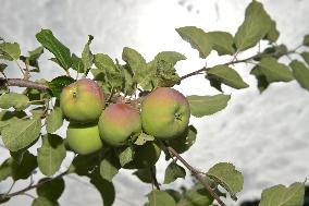 Nebilovy's orchards, apple, apples, fruits, tree