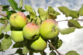 Nebilovy's orchards, apple, apples, fruits, tree