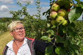 Jana Zikmundova, Nebilovy's orchards, apple, apples, fruits, tree