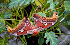 Atlas moth (Attacus atlas), butterfly