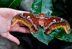 Atlas moth (Attacus atlas), butterfly