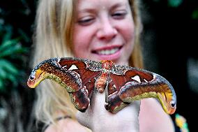 Atlas moth (Attacus atlas), butterfly