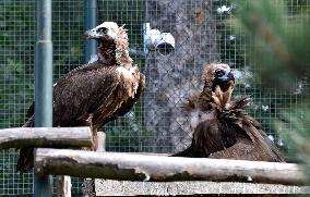 Black (cinereous) Vulture, Aegypius monachus