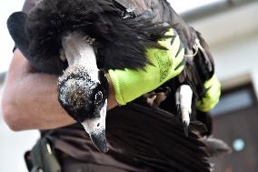 Black (cinereous) Vulture, Aegypius monachus