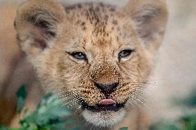 Barbary lion (Panthera leo leo)