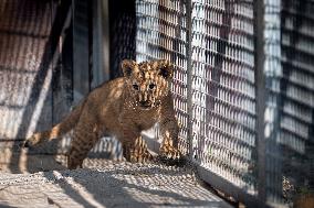 Barbary lion (Panthera leo leo)