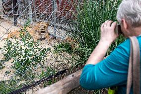 Barbary lion (Panthera leo leo)