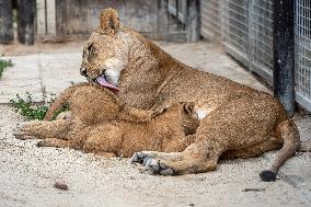 Barbary lion (Panthera leo leo)