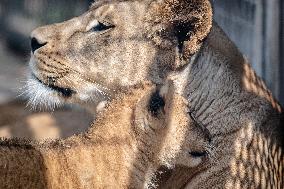 Barbary lion (Panthera leo leo)