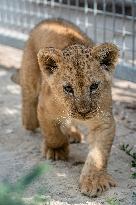 Barbary lion (Panthera leo leo)