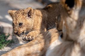 Barbary lion (Panthera leo leo)