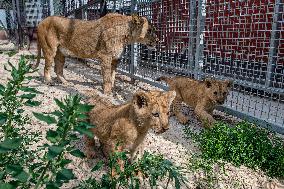 Barbary lion (Panthera leo leo)