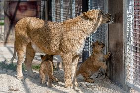 Barbary lion (Panthera leo leo)