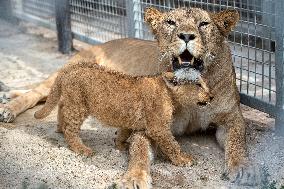 Barbary lion (Panthera leo leo)