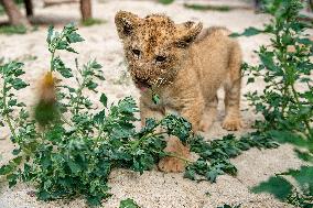 Barbary lion (Panthera leo leo)