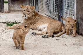 Barbary lion (Panthera leo leo)