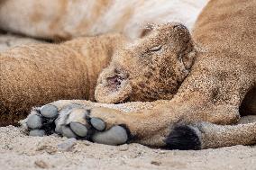 Barbary lion (Panthera leo leo)