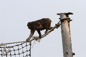 outdoor monkey exhibit, Japanese Macaque, Macaca fuscata