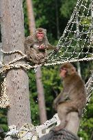 outdoor monkey exhibit, Japanese Macaque, Macaca fuscata