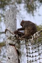 outdoor monkey exhibit, Japanese Macaque, Macaca fuscata