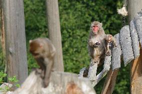 outdoor monkey exhibit, Japanese Macaque, Macaca fuscata