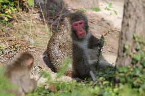 outdoor monkey exhibit, Japanese Macaque, Macaca fuscata