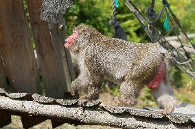 outdoor monkey exhibit, Japanese Macaque, Macaca fuscata