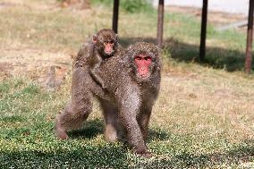 outdoor monkey exhibit, Japanese Macaque, Macaca fuscata