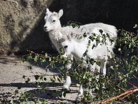 Dall sheep, thinhorn sheep (Ovis dalli), lamb, lambs