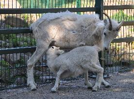 Dall sheep, thinhorn sheep (Ovis dalli), lamb