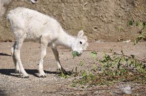 Dall sheep, thinhorn sheep (Ovis dalli), lamb