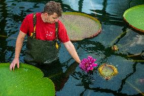 Water Lily Victoria amazonica