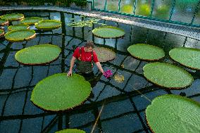 Water Lily Victoria amazonica