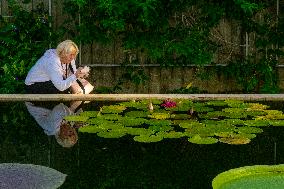 Water Lily Nymphaea Antares