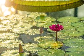 Water Lily Nymphaea Antares