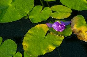 Water Lily Nymphaea gigantea