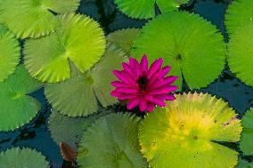 Water Lily Nymphaea Antares