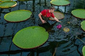 Water Lily Victoria amazonica