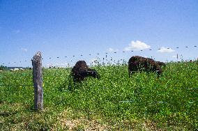 Zitkova Moravian Kopanice countryside, landscape, meadows, pasture land, fence, sheep