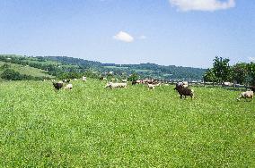 Zitkova Moravian Kopanice countryside, landscape, meadows, pasture land, fence, sheep