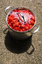 steel cooking pot full of red tomato, cut tomatoes, agriculture, vegetable, no people, freshness, botany, organic, healthy eat