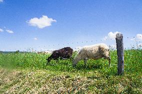 Zitkova Moravian Kopanice countryside, landscape, meadows, pasture land, fence, sheep