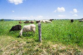 Zitkova Moravian Kopanice countryside, landscape, meadows, pasture land, fence, sheep