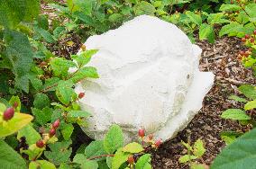 Calvatia gigantea, the giant puffball, mushroom