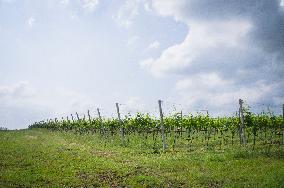 Blatnicka vineyard, wine, landscape, sky, clouds