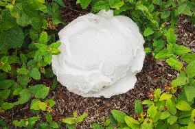 Calvatia gigantea, the giant puffball, mushroom