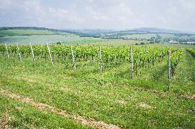Blatnicka vineyard, wine, landscape, sky, clouds