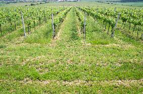 Blatnicka vineyard, wine, landscape, sky, clouds