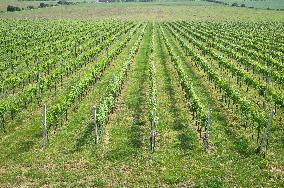Blatnicka vineyard, wine, landscape, sky, clouds