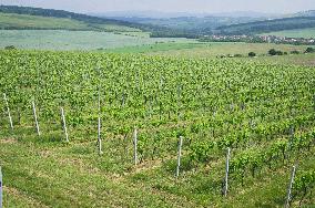 Blatnicka vineyard, wine, landscape, sky, clouds